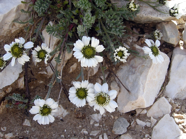 Achillea barrelieri